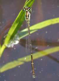 Fragile Forktail